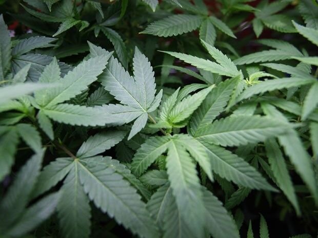 Justiça concede à associação em João Pessoa direito de cultivar cannabis para tratamento médico de 60 pessoas